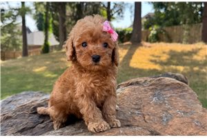Astrid - puppy for sale