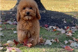 Apollo - puppy for sale