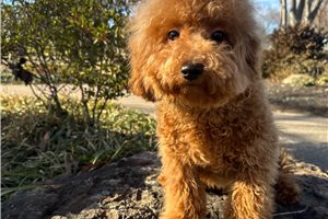 Aimee - Poodle, Miniature for sale