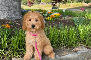 April - puppy for sale