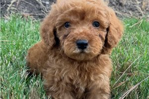 Azul - puppy for sale