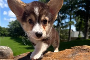 Niles - puppy for sale