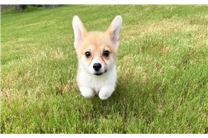 Nantucket - Corgi, Pembroke Welsh for sale