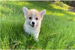 Nathan - puppy for sale