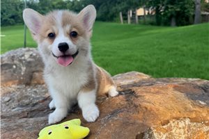 Noland - puppy for sale