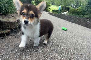 Nico - Corgi, Pembroke Welsh for sale