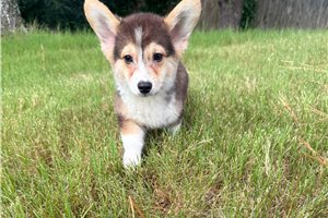 Niles - Corgi, Pembroke Welsh for sale