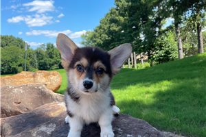 Nico - puppy for sale