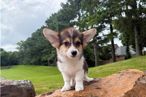 Nash - Corgi, Pembroke Welsh for sale