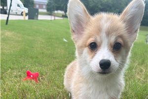 Noland - Corgi, Pembroke Welsh for sale