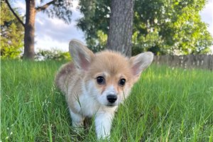 Nantucket - puppy for sale
