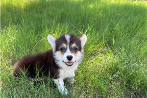 Nash - Pembroke Welsh Corgi for sale