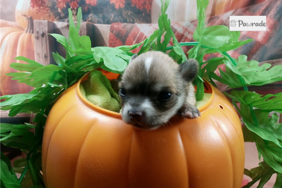 Stone - Chihuahua for sale
