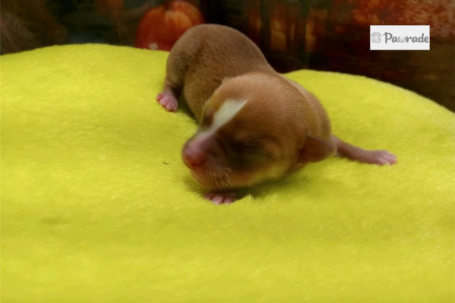 Stirling, male Chihuahua puppy for sale