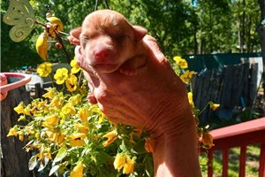 Gerry - puppy for sale