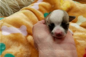 Lilly - Chihuahua for sale