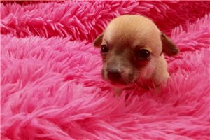 Margot - Chihuahua for sale