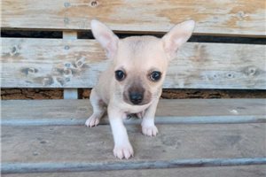 Linus - Chihuahua for sale