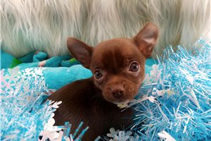 Liza - puppy for sale