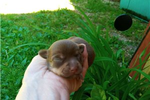 Gigi - puppy for sale