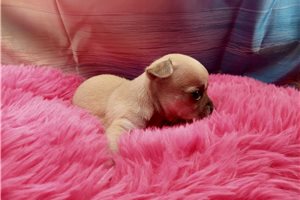 Octavia - Chihuahua for sale