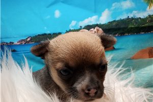 William - Chihuahua for sale