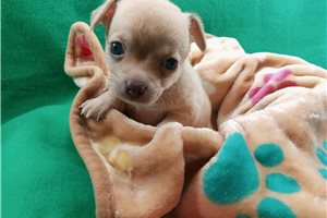 Gerry - Chihuahua for sale
