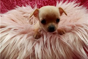 Plum - Chihuahua for sale