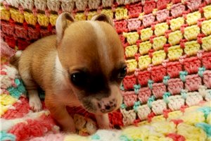 Jessica - Chihuahua for sale