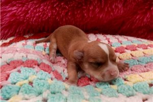 Spring - puppy for sale