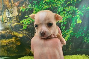 Patrick - Chihuahua for sale