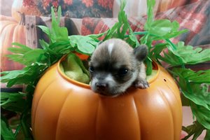 Stone - Chihuahua for sale