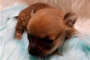 Beau - Chihuahua for sale