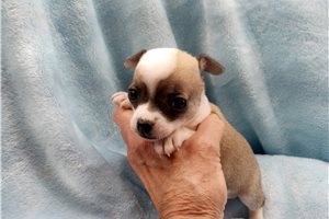Lucky - Chihuahua for sale