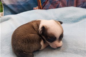 Lucky - Chihuahua for sale