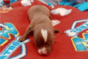 Maurice - Chihuahua for sale