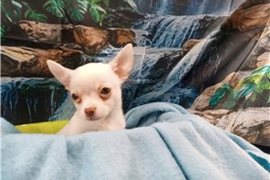 Percy - Chihuahua for sale