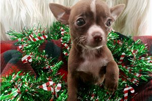 Leslie - Chihuahua for sale