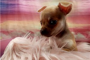Olive - Chihuahua for sale