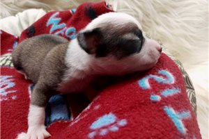 Lucky - puppy for sale