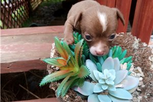 Maurice - Chihuahua for sale