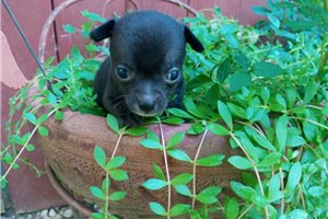 Mateo - Chihuahua for sale