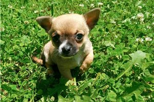 William - Chihuahua for sale