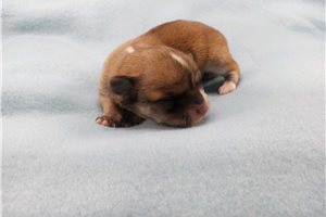 Stone - Chihuahua for sale