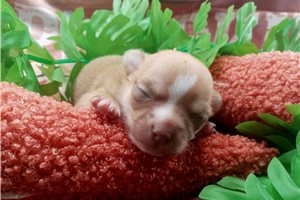 Stirling - Chihuahua for sale
