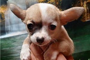 Evelyn - Chihuahua for sale