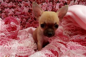 Jillian - puppy for sale