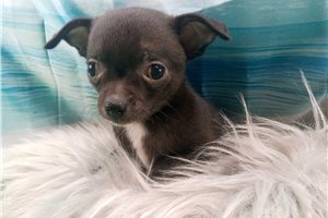 Mateo - Chihuahua for sale