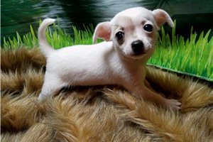 Eliza - Chihuahua for sale