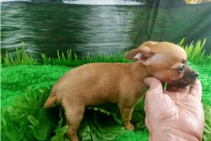 Jersey - puppy for sale